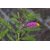 Shami plant with pot + LOWEST PRICE .