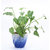 Sheel Greens Live Air Purifying Indoor Plant Xanadu with Pot