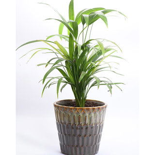 Sheel Greens Live Indoor Plant Areca Palm With Pot Online Get Sheel Greens Live Indoor Plant Areca Palm With Pot Online Get 45 Off