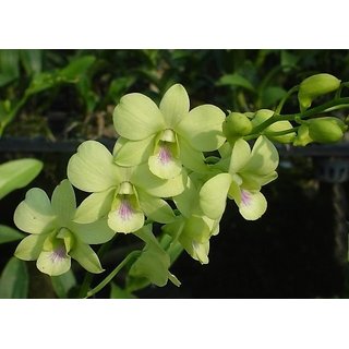Buy Dendrobium Hybrid Live Healthy Orchid Plant A Green Online Get 25 Off