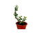 Lucky Jade Plant Indoor outdoor live plant