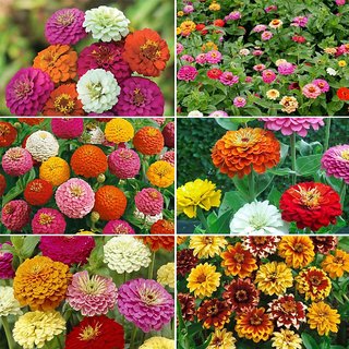 Buy Flowers Seeds Zinnia Flowers 100 Pure Organic Seeds Pack 40 Premium Seeds Online Get 51 Off