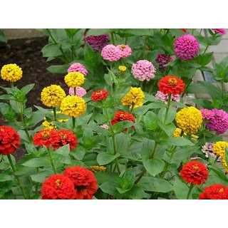 Zinnia LILIPUT Mixed Colour Flowers Super Quality Seeds - Pack 40 Premium Seeds