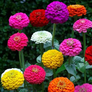 Zinnia LILIPUT Mixed Colour Flowers Seeds for Home Garden - Pack 40 Premium Seeds