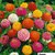 R-DRoz Flowers Seeds : Zinnia Flowers Better Germination Flowers Seeds - Pack 40 Premium Seeds