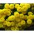 Marigold YELLOW Flowers 100% Organic Seeds for Home Garden - Pack of 50 Premium Seeds