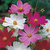 Cosmos Mixed Colour Flowers Exotic Seeds-Pack of 30 Premium Quality Seeds with Free Growing Soil