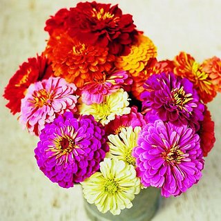 Buy Zinnia Mixed Colour Flowers Exotic Seeds-Pack of 40 Premium Quality ...