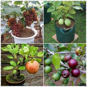 Bonsai Fruit Seeds Combo Grapes Guava ,Apple, Strawberry Guava 5 seeds