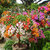 Rare Colorful Bougainvillea Spectabilis Willd Seeds Bonsai Flower Seeds - 20nos
