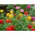 Zinnia LILIPUT Flowers Super Double Quality Seeds-Pack of 40 Premium Quality Seeds with Free ORGANIC Growing Soil