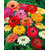 Flowers Seeds : Zinnia LILIPUT Flowers Quality Flowers Seeds-Pack of 40 Premium Quality Seeds with Free ORGANIC Growing Soil