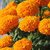Marigold AFRICAN Flowers Indian Seeds for Home Garden-Pack of 50 Premium Quality Seeds with Free ORGANIC Growing Soil