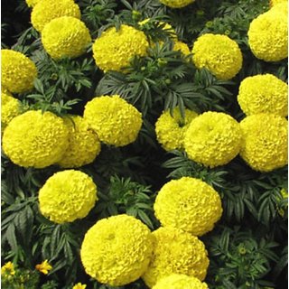 R-DRoz Marigold YELLOW Flowers 100% Organic Seeds for Home Garden-Pack of 50 Premium Quality Seeds with Free ORGANIC Growing Soil
