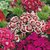 Flowers Seeds : Dianthus Multi Colour Flowers Plus Quality Seeds For Home Garden-Pack of 50 Premium Quality Seeds with Free ORGANIC Growing Soil