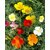 Poppy California Multi Colour Flowers Trusted Quality Seeds-Pack of 50 Premium Quality Seeds with Free ORGANIC Growing Soil