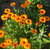 R-DRoz Calendula Flowers Trusted Quality Seeds-Pack of 30 Premium Quality Seeds with Free ORGANIC Growing Soil