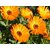 R-DRoz Flowers Seeds : Calendula Multi Colour Flowers Organic Seeds for Home Garden-Pack of 30 Premium Quality Seeds with Free ORGANIC Growing Soil