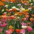 Flowers Seeds : Poppy California Multi Colour Flowers Seeds-Pack of 50 Premium Quality Seeds with Free ORGANIC Growing Soil