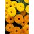 Flowers Seeds : Calendula DOUBLE Mixed Colour Flowers Indian Seeds for Home Garden-Pack of 30 Premium Quality Seeds with Free ORGANIC Growing Soil