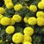 Marigold YELLOW Flowers Super Quality Seeds-Pack of 50 Premium Quality Seeds with Free ORGANIC Growing Soil