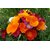 R-DRoz Flowers Seeds : Poppy California Flowers M Flowers Seeds-Pack of 50 Premium Quality Seeds with Free ORGANIC Growing Soil