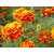 R-DRoz Marigold FRENCH Flowers Quality Flowers Seeds-Pack of 50 Premium Quality Seeds with Free ORGANIC Growing Soil