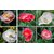Flowers Seeds : Poppy California Multi Colour Flowers Super Double Quality Seeds-Pack of 50 Premium Quality Seeds with Free ORGANIC Growing Soil
