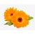 R-DRoz Calendula Multi Colour Flowers Quality Flowers Seeds-Pack of 30 Premium Quality Seeds with Free ORGANIC Growing Soil