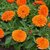 Flowers Seeds : Calendula DOUBLE Mixed Colour Flowers 100% Pure Organic Seeds-Pack of 30 Premium Quality Seeds with Free ORGANIC Growing Soil