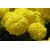Marigold YELLOW Flowers Quality Flowers Seeds-Pack of 50 Premium Quality Seeds with Free ORGANIC Growing Soil