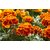 R-DRoz Marigold FRENCH Flowers M Flowers Seeds-Pack of 50 Premium Quality Seeds with Free ORGANIC Growing Soil