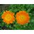 R-DRoz Calendula Multi Colour Flowers M Flowers Seeds-Pack of 30 Premium Quality Seeds with Free ORGANIC Growing Soil