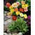 Poppy California Mixed Colour Flowers Premium Flowers Seeds-Pack of 50 Premium Quality Seeds with Free ORGANIC Growing Soil