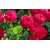 Rose Flower High Quality  Beautiful Wallpaper (Size12 X18 Inch)