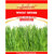 SENECIO Wheatgrass Seed Pack Of 1000 Seeds