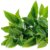 Maliao Face Body Green Tea Foundation-4.5gm