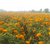 PuspitaNursery Marigold Flower Seed Orange Color African Variety Best Quality For Farming 100gm in a Secured Packet