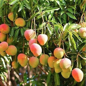 PuspitaNursery All Time Mango Living Plant for Get Fruit Round the Year Very tasty  Juicy