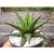 PuspitaNursery Aloe Vera Live Medicinal Plant Fresh  Healthy