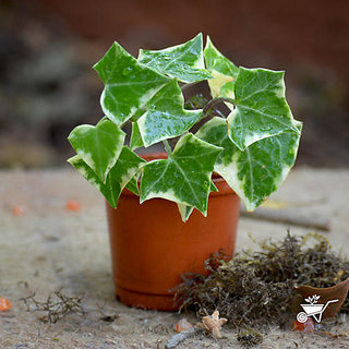 Puspita Nursery English Ivy Live Air Purifying Indoor Plant for Decoration of Loving Space with Best Looking Leaves