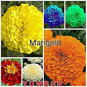 Marigold Flower Seeds Combo - Blue, Red, Pink, White, Yellow (All Seeds Mixed 100 Seeds)