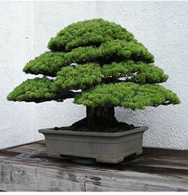 Japanese Pine Tree Seeds.