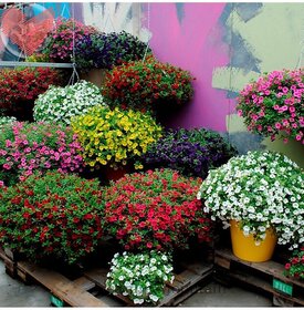 Flower Seeds  Petunia Best Pro Mix Flower Seeds Hybrid Perfect For Terrace/ Balcony/Any Small Space  Garden Plant Seeds