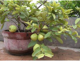 Fruit Seeds  Guava Fruit Seeds For Planting Kitchen Garden Pack