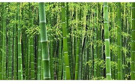 Bamboo Tree Seeds