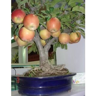 Seeds Of Fruits  Apple Seeds For Home Garden Seeds For Home Garden  Fruit Seeds Pack