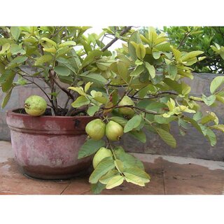 Fruit Seeds  Guava Fruit Seeds For Planting Kitchen Garden Pack