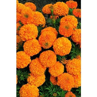                       African Marigold F1 Hybrid Orange Flower Seeds                                              