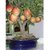 Seeds Of Fruits  Apple Seeds For Home Garden Seeds For Home Garden  Fruit Seeds Pack